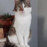 Picture of cat lost at Goincourt