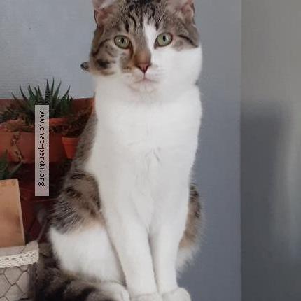 Photo 1/1 Léon Chat lost in Goincourt