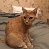 Picture of cat lost at Paris