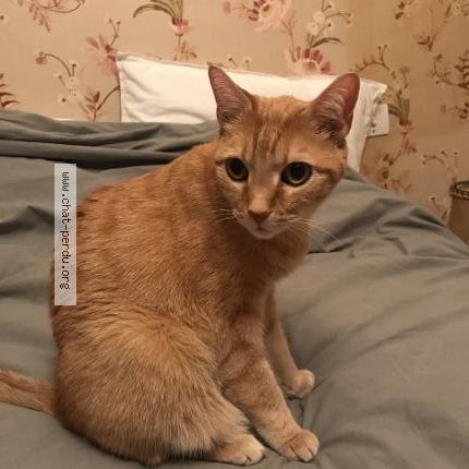 Photo 1/1 Léon Chat lost in Paris