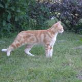 Picture of cat lost at Domerat