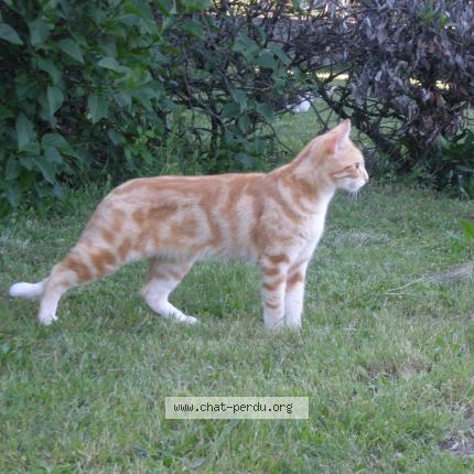 Photo 1/1 Loquito dit Titi Chat lost in Domerat