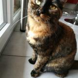 Picture of cat lost at Vaulx En Velin