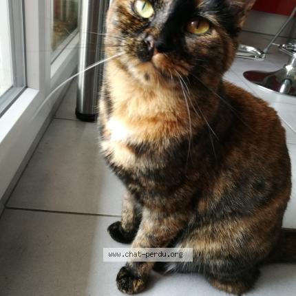 Photo 1/1 Na&iuml;ly Chat lost in Vaulx en velin