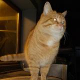 Picture of cat lost at Uchaud