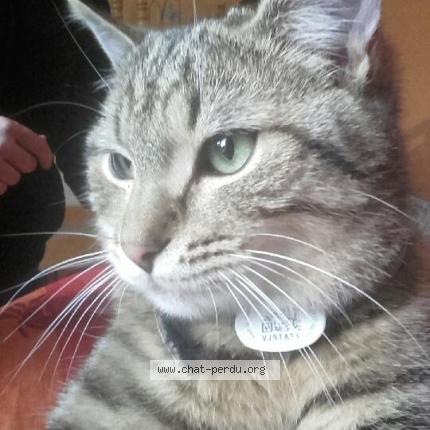Photo 1/1 Philou Chat lost in Deville les rouen