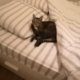 Picture of cat lost at Nantes