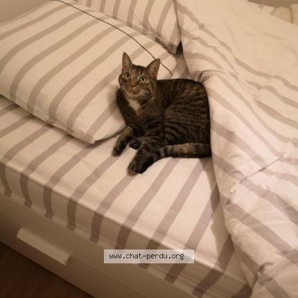 Photo 1/1 Nala Chat lost in Nantes