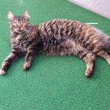 Picture of cat lost at Bouge Chambalud