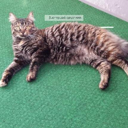 Photo 1/1 Louna Chat lost in Bouge chambalud