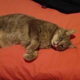 Picture of cat lost at Le Rheu