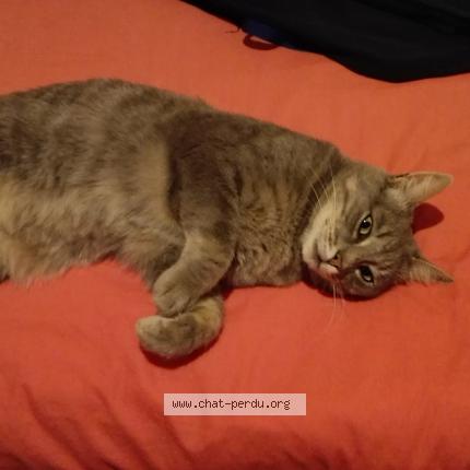 Photo 1/1 Cat reunited Lost in Le rheu