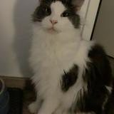 Picture of cat lost at Marignane