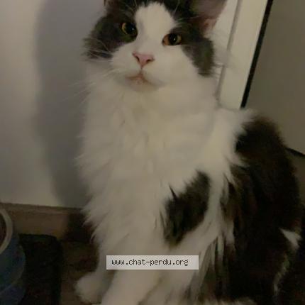 Photo 1/1 Pepito Chat lost in Marignane