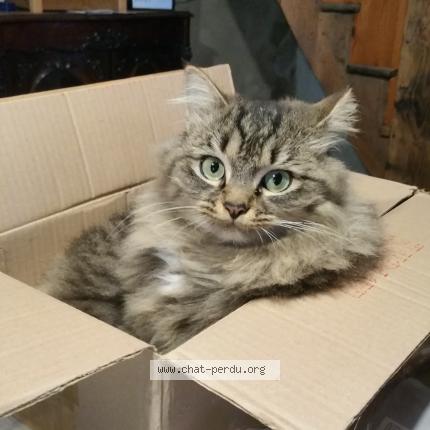 Photo 1/1 ONNA Chat lost in St apollinaire de rias