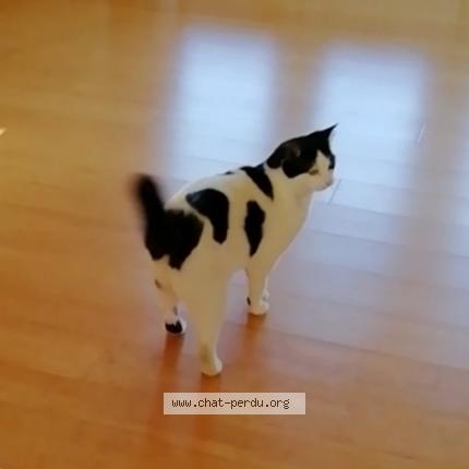 Photo 1/1 Babalidou Chat lost in Valflaunes