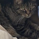 Picture of cat lost at Maulette