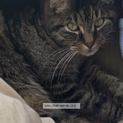 Photo 1/1 PEPITE Chat lost in Maulette