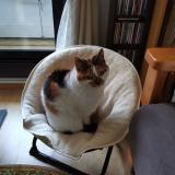 Picture of cat lost at Pessac