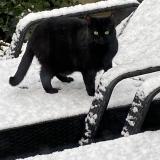 Picture of cat lost at Bavent