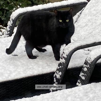 Photo 1/1 WANI Chat lost in Bavent