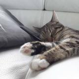 Picture of cat lost at Saive