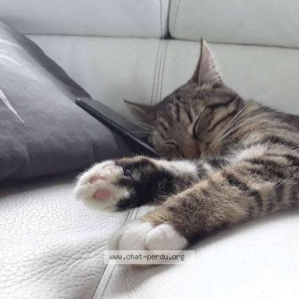 Photo 1/1 Miaouli Chat lost in Saive