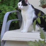 Picture of cat lost at Esvres