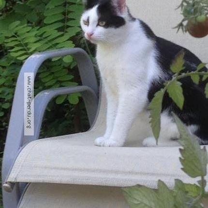 Photo 1/1 LOUKI Chat lost in Esvres