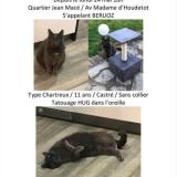 Picture of cat lost at Eaubonne