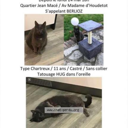 Photo 1/1 Berlioz Chat lost in Eaubonne