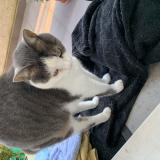 Picture of cat lost at Chevreuse