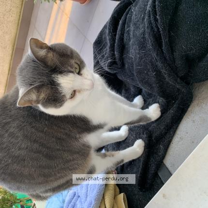 Photo 1/1 Mimiche Chat lost in Chevreuse