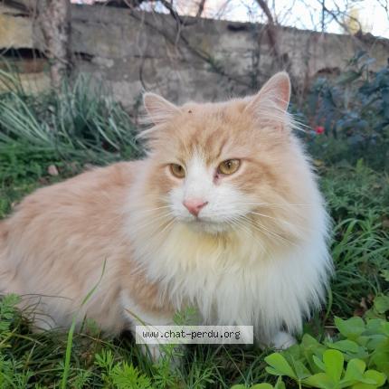 Photo 1/1 Edouard Chat lost in Montech