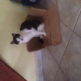 Picture of cat lost at Marcille Raoul