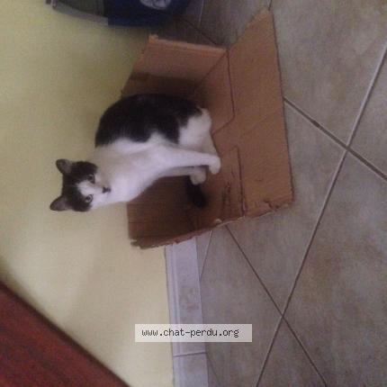 Photo 1/1 P&eacute;p&egrave;tte Chat lost in Marcille raoul
