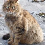 Picture of cat lost at Pechaudier