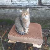 Picture of cat lost at Conchil Le Temple