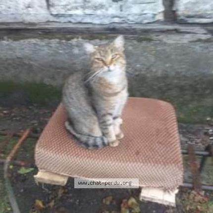 Photo 1/1 Pomponette Chat lost in Conchil le temple