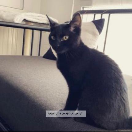 Photo 1/1 Sirius Chat lost in Le relecq kerhuon