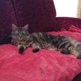 Picture of cat lost at La Courneuve