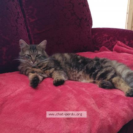 Photo 1/1 Chabada Chat lost in La courneuve