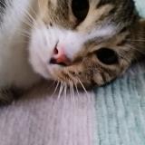 Picture of cat lost at St Hilaire St Mesmin