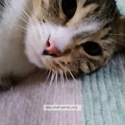 Photo 1/1 Cat reunited Lost in St hilaire st mesmin