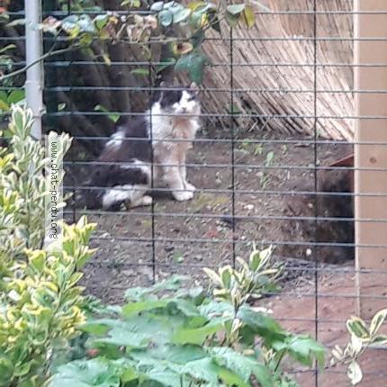 Photo 1/1 GARGAMEL Chat lost in Seyssins