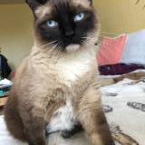 Picture of cat lost at Rennes