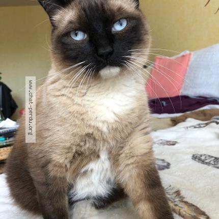 Photo 1/1 Njuskica Chat lost in Rennes