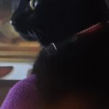 Picture of cat lost at Colombier Saugnieu