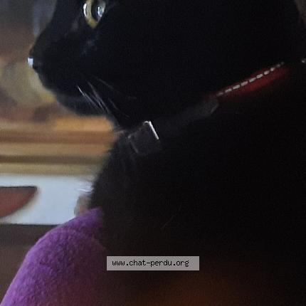 Photo 1/1 CHARLY Chat lost in Colombier saugnieu