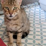 Picture of cat lost at Chateau Gombert